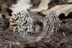 Morchella vulgaris mushroom on the ground.