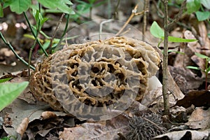 Morchella vulgaris mushroom in the leaves.