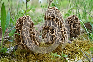 Morchella vulgaris mushroom in the moss.