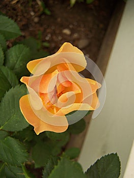 Morden sunrise rose - vertical