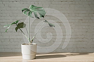 Mordern working space with monstera plant in cement pot, laptop and mouse