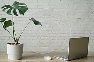 Mordern working space with monstera plant in cement pot, laptop and mouse