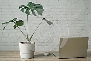 Mordern working space with monstera plant in cement pot, laptop and mouse