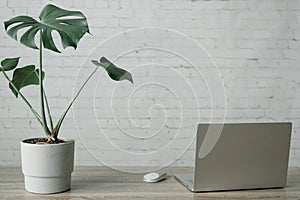 Mordern working space with monstera plant in cement pot, laptop and mouse