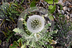 Mordovnik is spherical on stony soil. Echinops sphaerocephalus with green leaves and fluffy bud. Desert plants in steppe