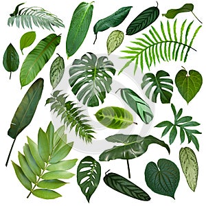 More beautiful exotic tropical leaves, isolated