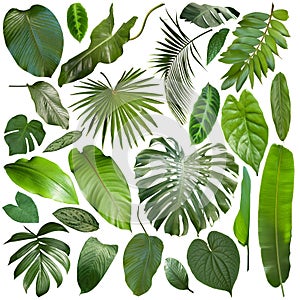 More beautiful exotic tropical leaves, isolated