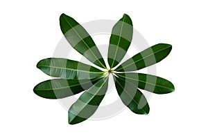 More beautiful exotic tropical leaves, isolated leaf background.