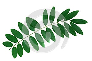 More beautiful exotic tropical leaves, isolated leaf background.