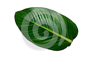 More beautiful exotic tropical leaves, isolated leaf background