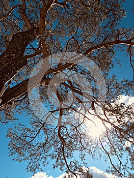 More beautiful trees in Irpin, Ukraine in glorious September sunshine - Kyiv - Ukraine - Irpin