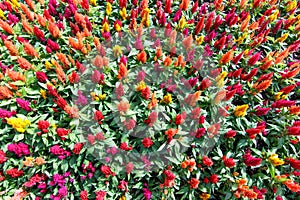 More colorful Celosia