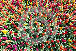 More colorful Celosia