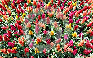 More colorful Celosia