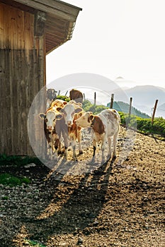 More cows standing next to a trafitional tyrol hutte in sunrise photo