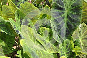 More Elephant Ears Closer View, Summer Foliage with depth Of Field Perspective