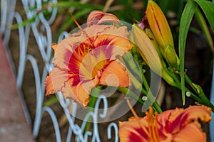 More of the gold lilies in the south garden