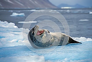 Leopard seal resting on glacial ice, Antarctica photo