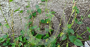 plants near the wall are beautiful photo