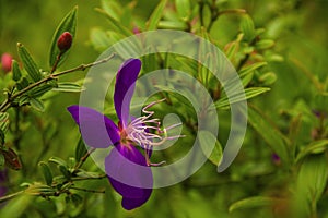 More purple wild peony flower