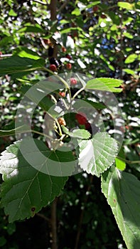 More raspberries in a branch