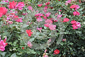 More Roses, Summer Flowers with depth Of Field Perspective