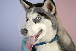 He is more than just a dog. Husky dog. Cute pet dog. Siberian husky is a beautiful purebred dog breed. Husky with blue