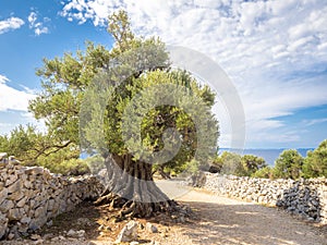 More than 1600 years old wild olive tree photo