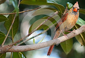 More to the right? Young Cardinal