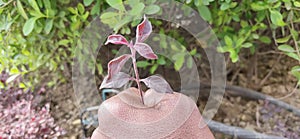 More tree, More oxygen  Save Tree , Save Life