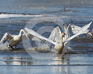 More Tundra Swan activity leaping onto the ice photo