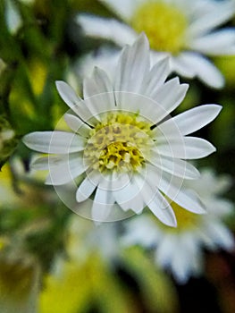 More white flower
