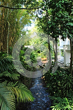 Moreira Salles Arts Institute garden plants inside photography, Rio de Janeiro, Brazil, South America. Instituto Moreira Salles