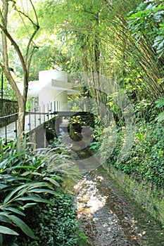 Moreira Salles Arts Institute garden plants inside photography, Rio de Janeiro, Brazil, South America. Instituto Moreira Salles