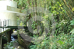 Moreira Salles Arts Institute garden plants inside photography, Rio de Janeiro, Brazil, South America. Instituto Moreira Salles