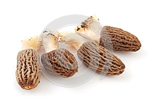 Morel