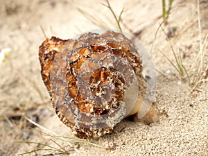 Morel conic Morchella conica Pers., growing on sand