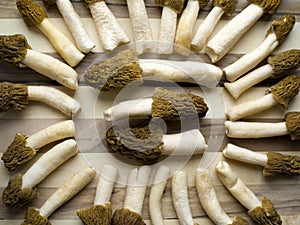 Morel conical`Morchella conica`, a bunch of delicious edible mushrooms, delicious European wild mushrooms on a plate