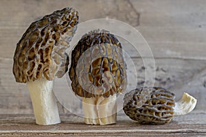 Morel conical Morchella conica, delicious edible mushrooms, a delicacy of European forest mushrooms