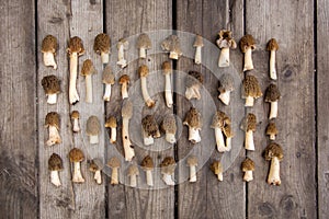 Morel edible mushrooms on wooden background