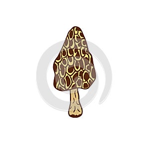 Morel icon design. Vegan sticker and patch. Mushroom vector illustration.