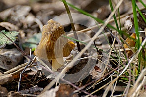 Morel Morchella esculenta - 01