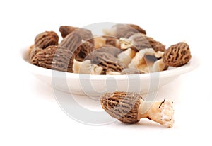Morel (morchella esculenta)