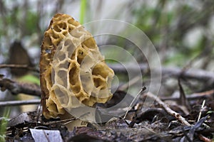 Morel (morchella esculenta)