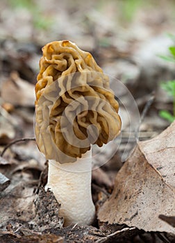 Morel Morchella mushroom on the ground