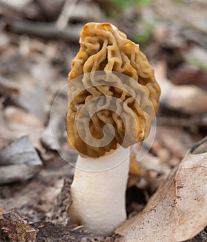 Morel Morchella mushroom on the ground
