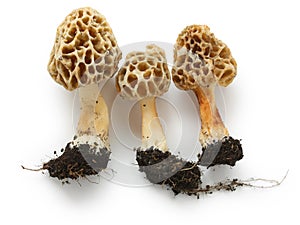 Morel, morille