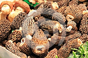 Morel mushrooms at a farmer's market. photo