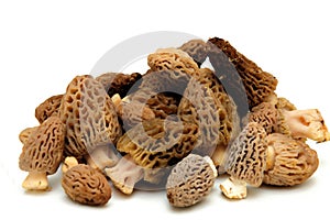 Morel Mushroom