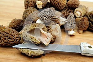 Morel Mushroom